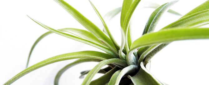 seasonal air plant leasing
