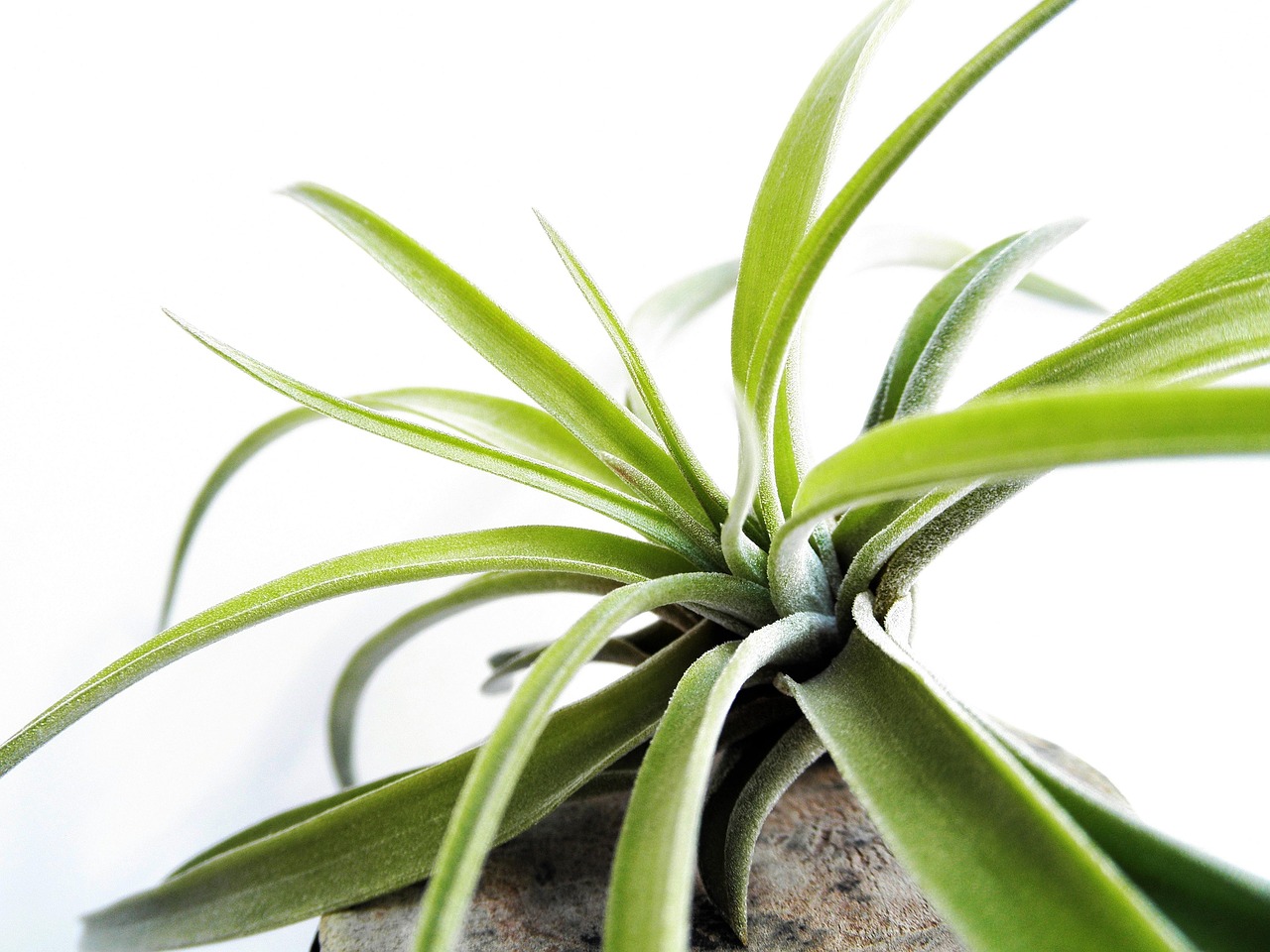 seasonal air plant leasing