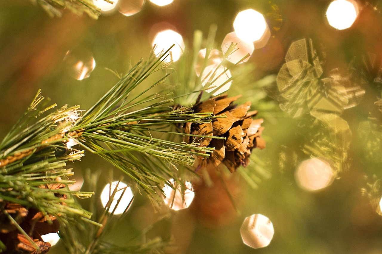 holiday plants for Florida business