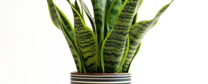 snake plants for the office