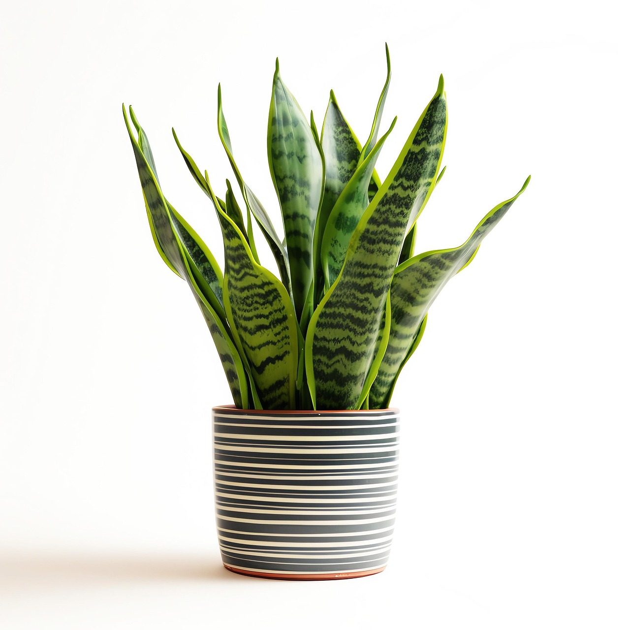 snake plants for the office