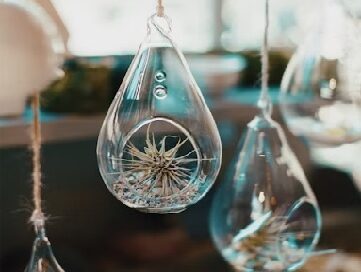 air plants for the office