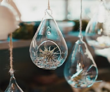 air plants for the office