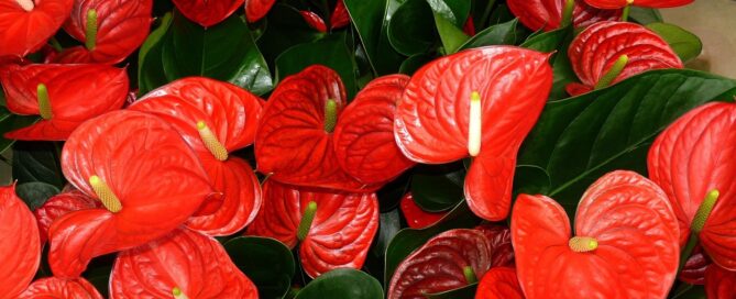 Florida plant leasing company