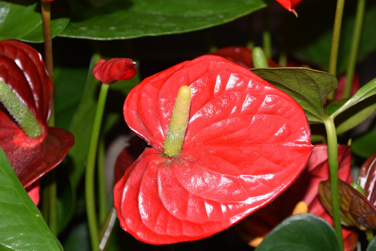 plant leasing company near me 