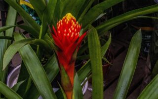 plant wall lakewood ranch