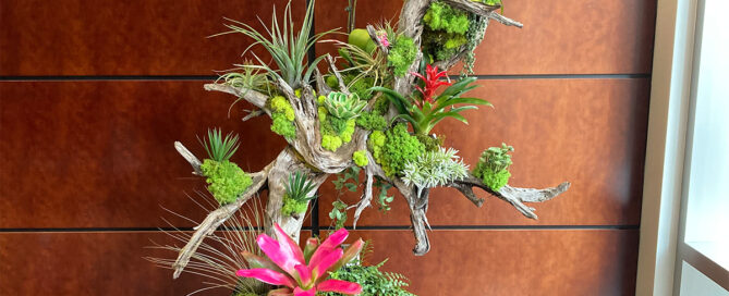 plant leasing services